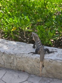 Nature's guest