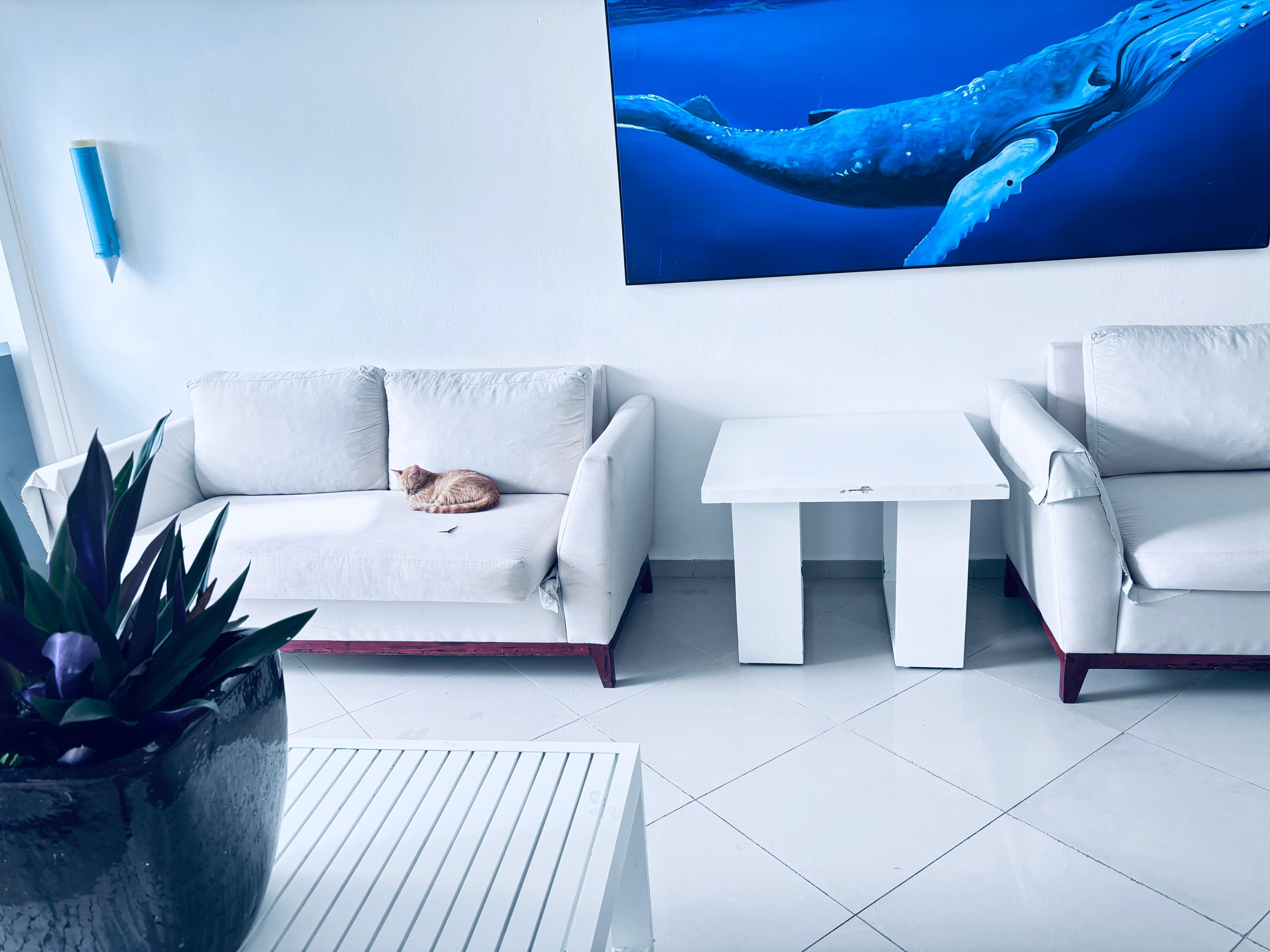 Dirty couch where cats lay, lick and piss