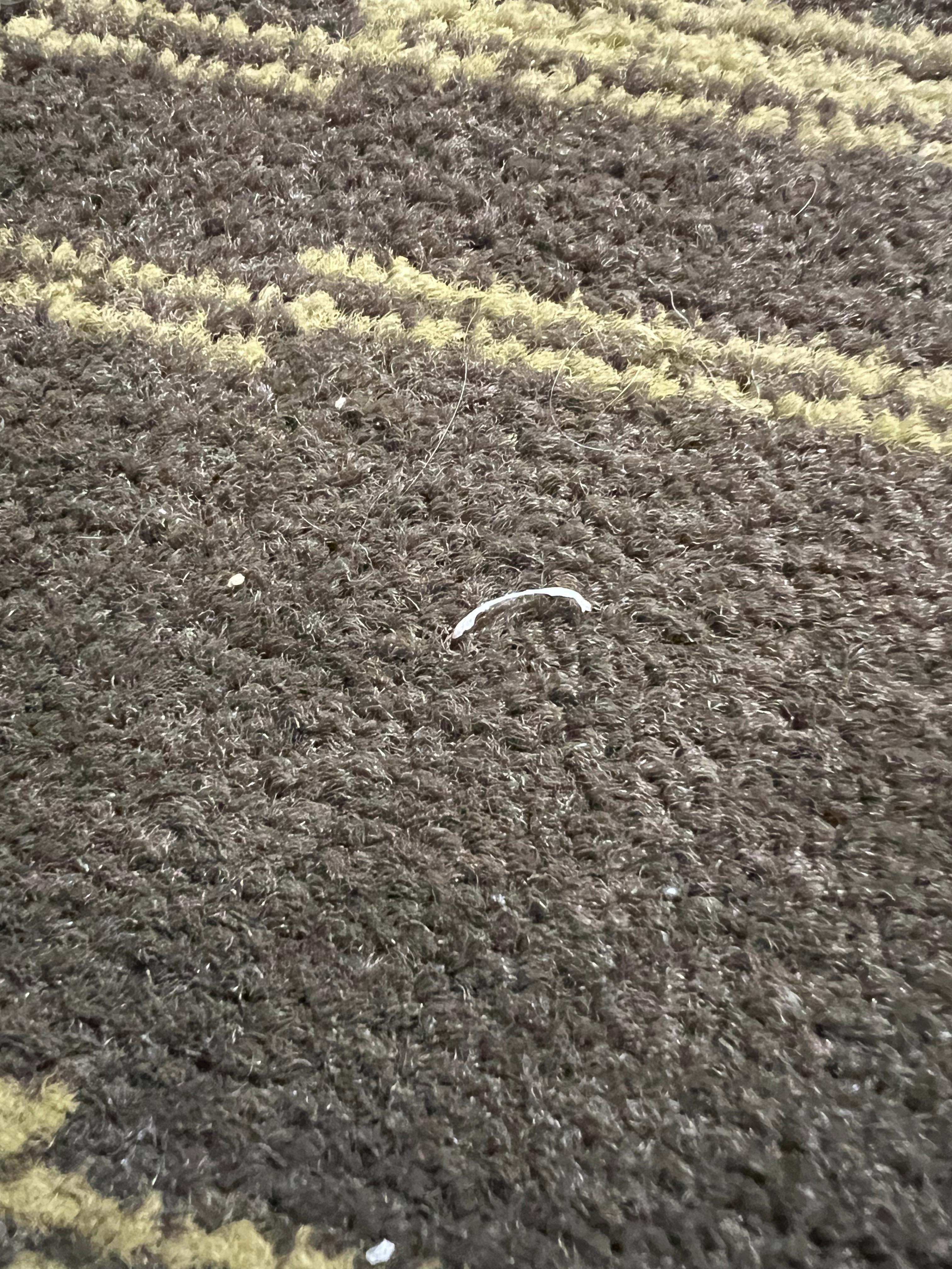 Fingernail clippings on the floor between the beds