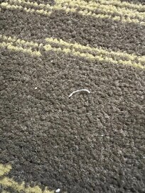 Fingernail clippings on the floor between the beds
