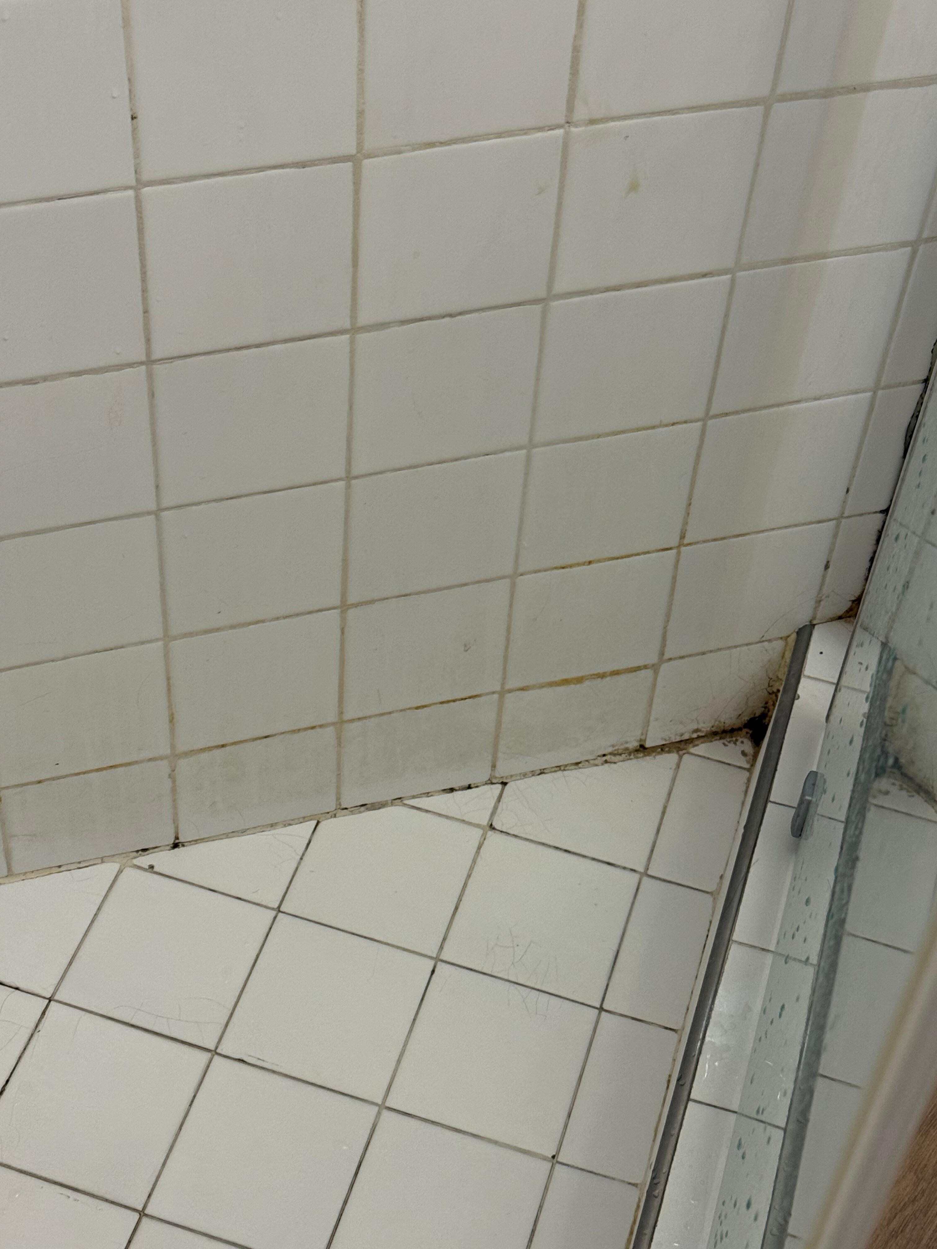 Black mold and mildew. 