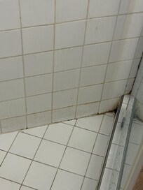 Black mold and mildew.