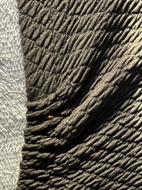 Live bedbug