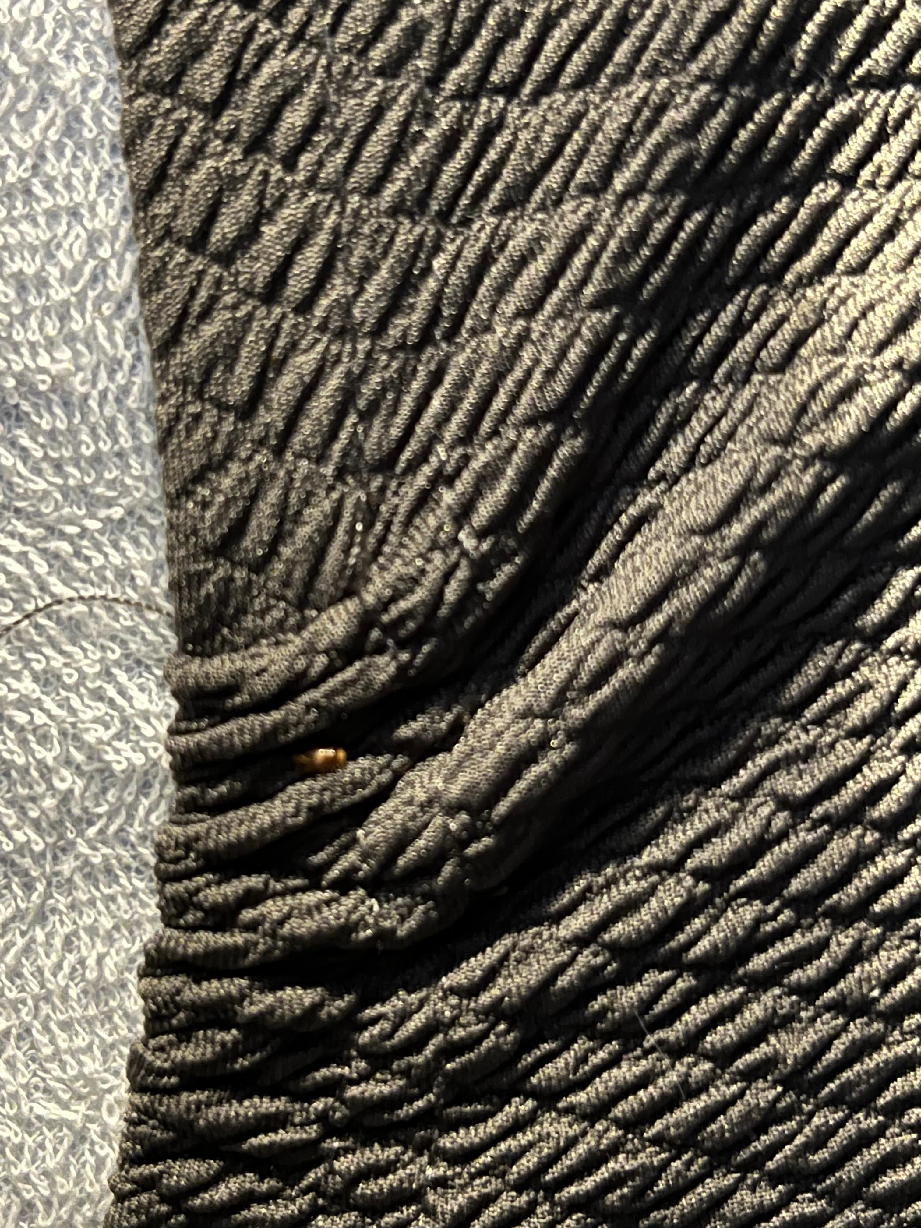 Live bedbug