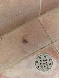 Hariball in MAster shower