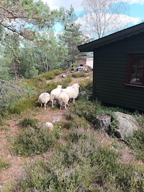 Zu Beginn wurden wir von einigen frei laufenden Schafen vor der Hütte empfangen 😊