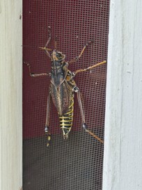 Outside of screened in porch