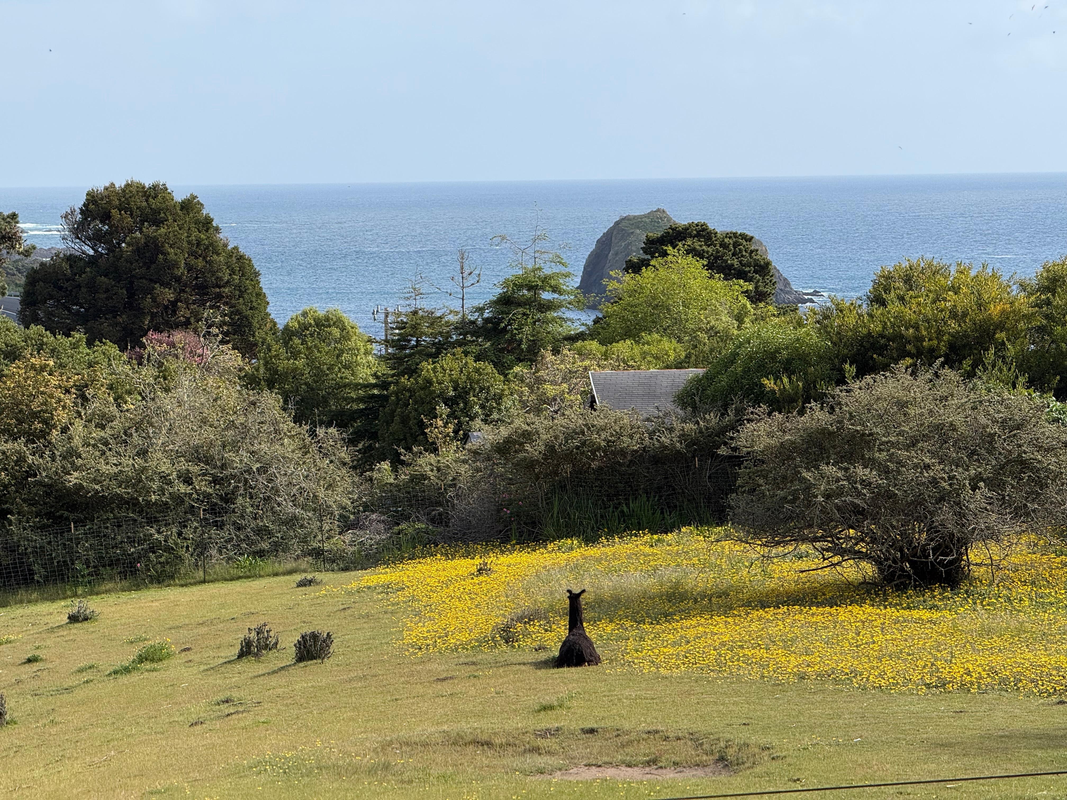 Llama farm in front of the room
