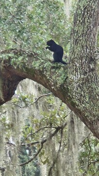 Black squirl