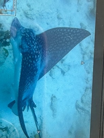 Spotted eagle ray at Andrea 1 while snorkeling