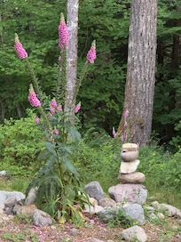 Beautiful flowers in the back yard