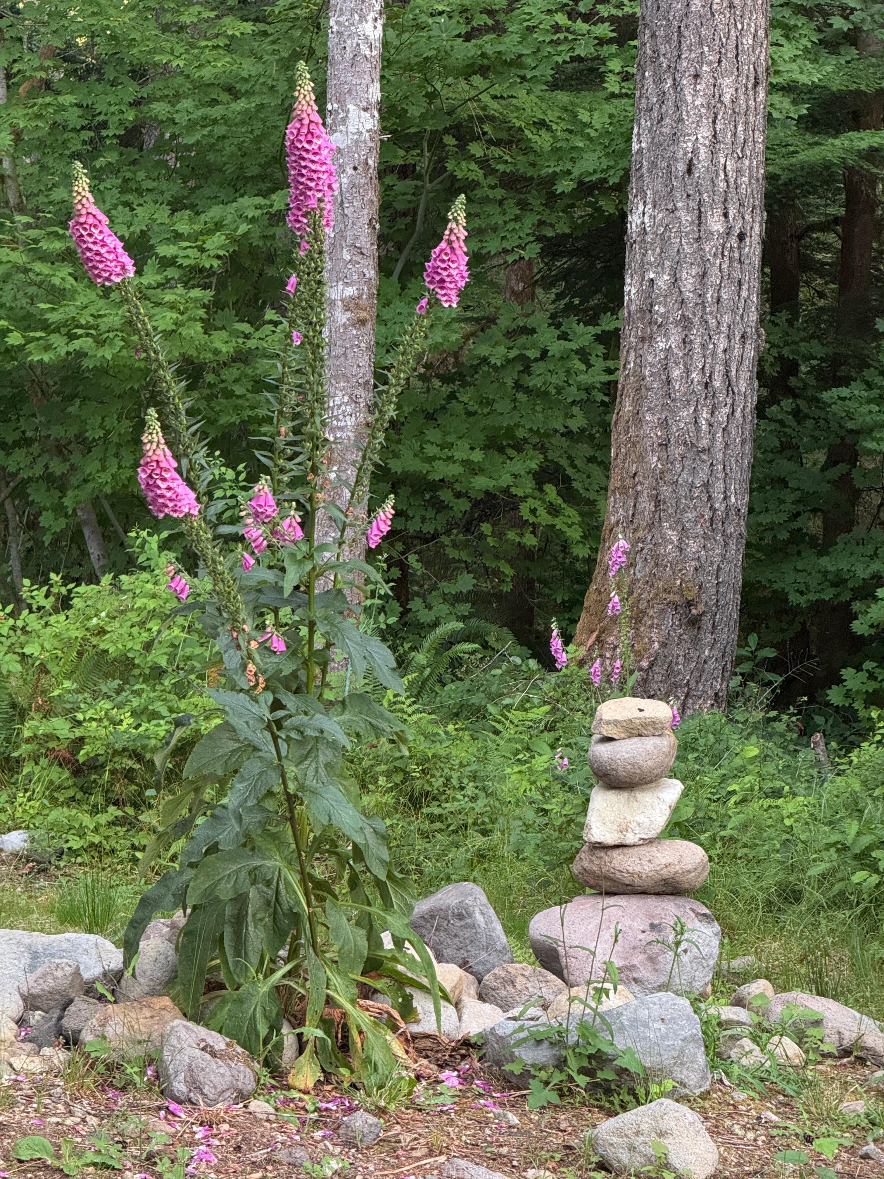 Beautiful flowers in the back yard