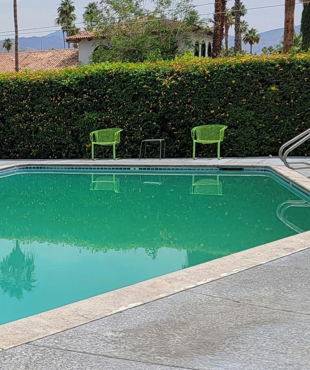 Close up of the green algea pool