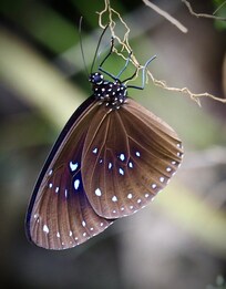 So many beautiful butterflies of all sorts of colours.