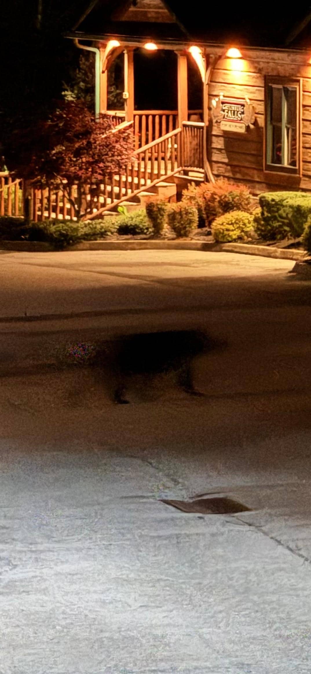 Bear strolling by ❤️