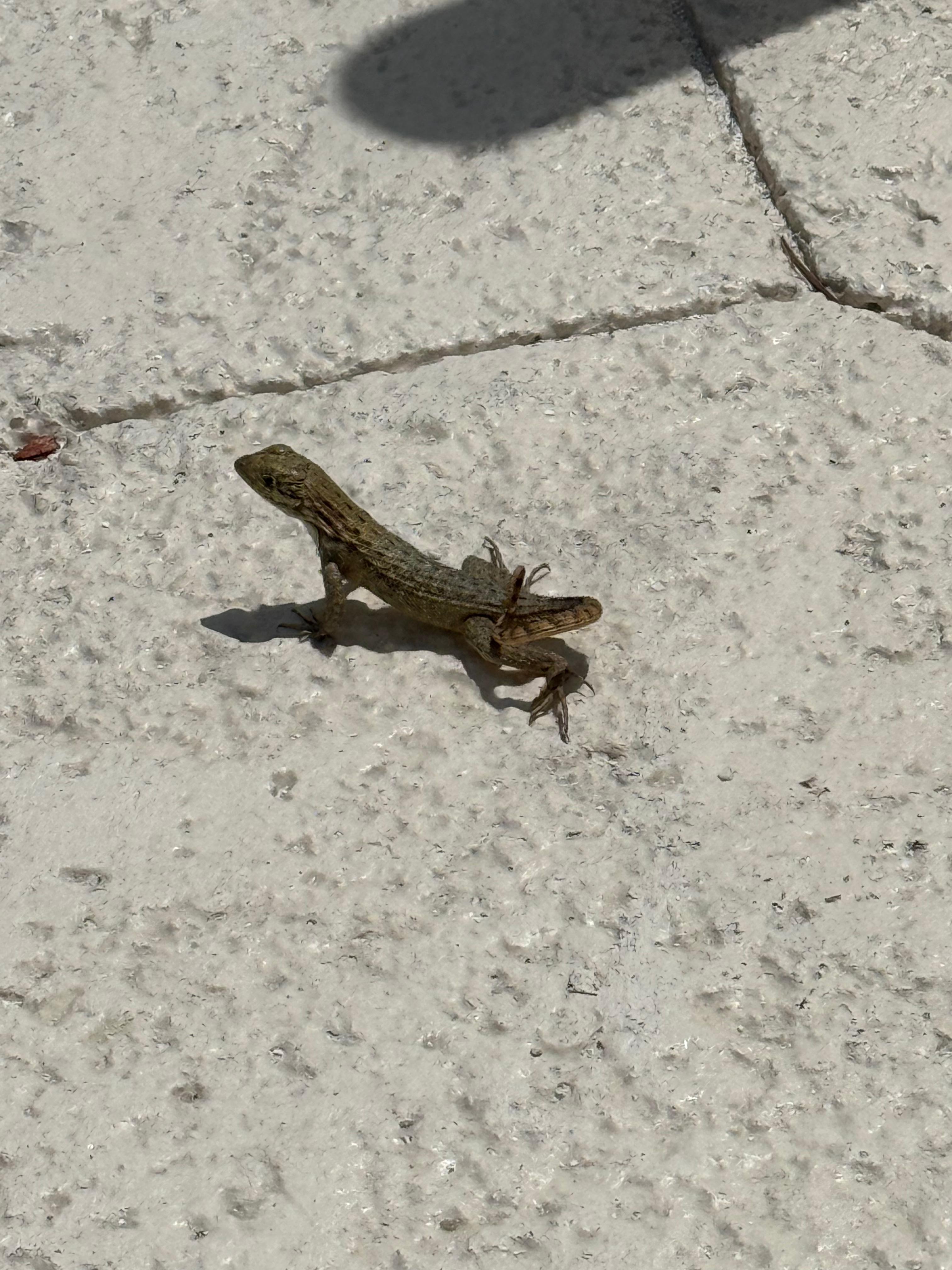 Friendly little guy on the sidewalk