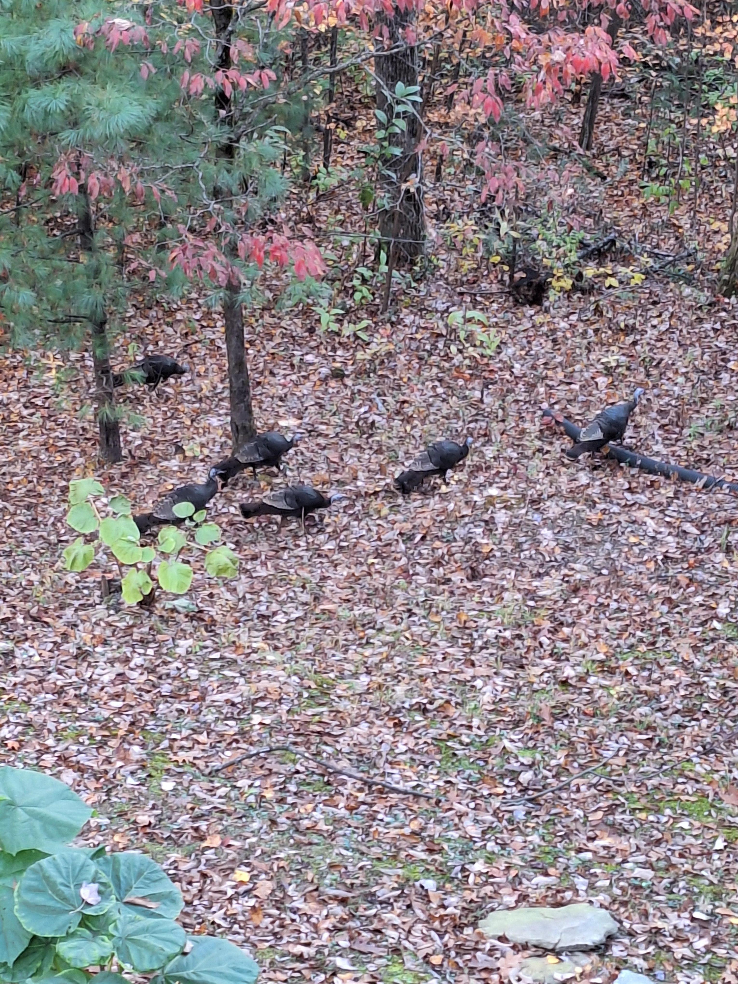 Turkeys on the hillside by the cabin