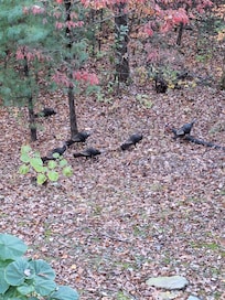 Turkeys on the hillside by the cabin