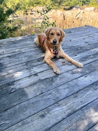 Maggie Mae enjoyed picnic area.