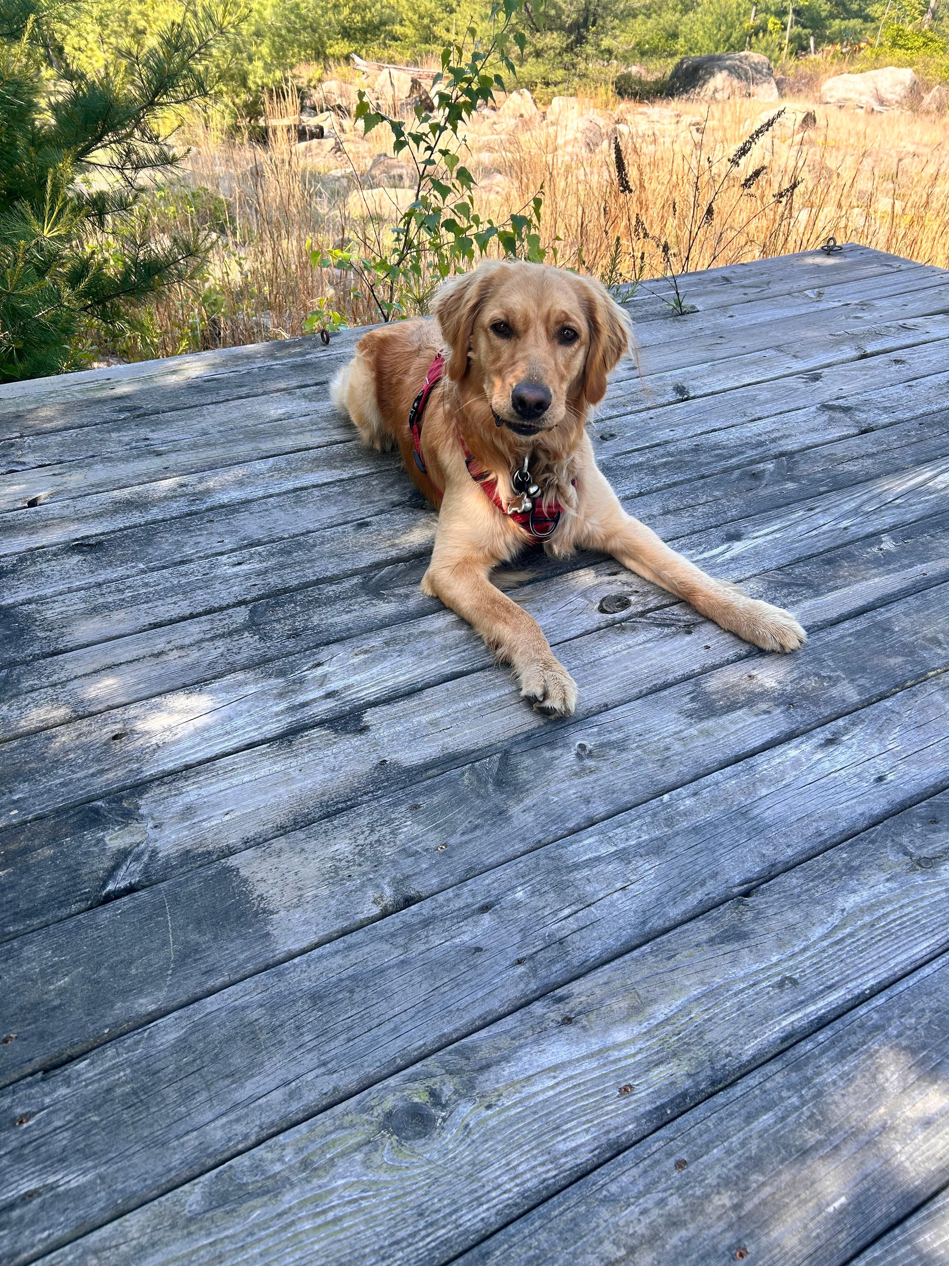 Maggie Mae enjoyed picnic area.