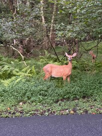 One of many deer we saw in the neighborhood