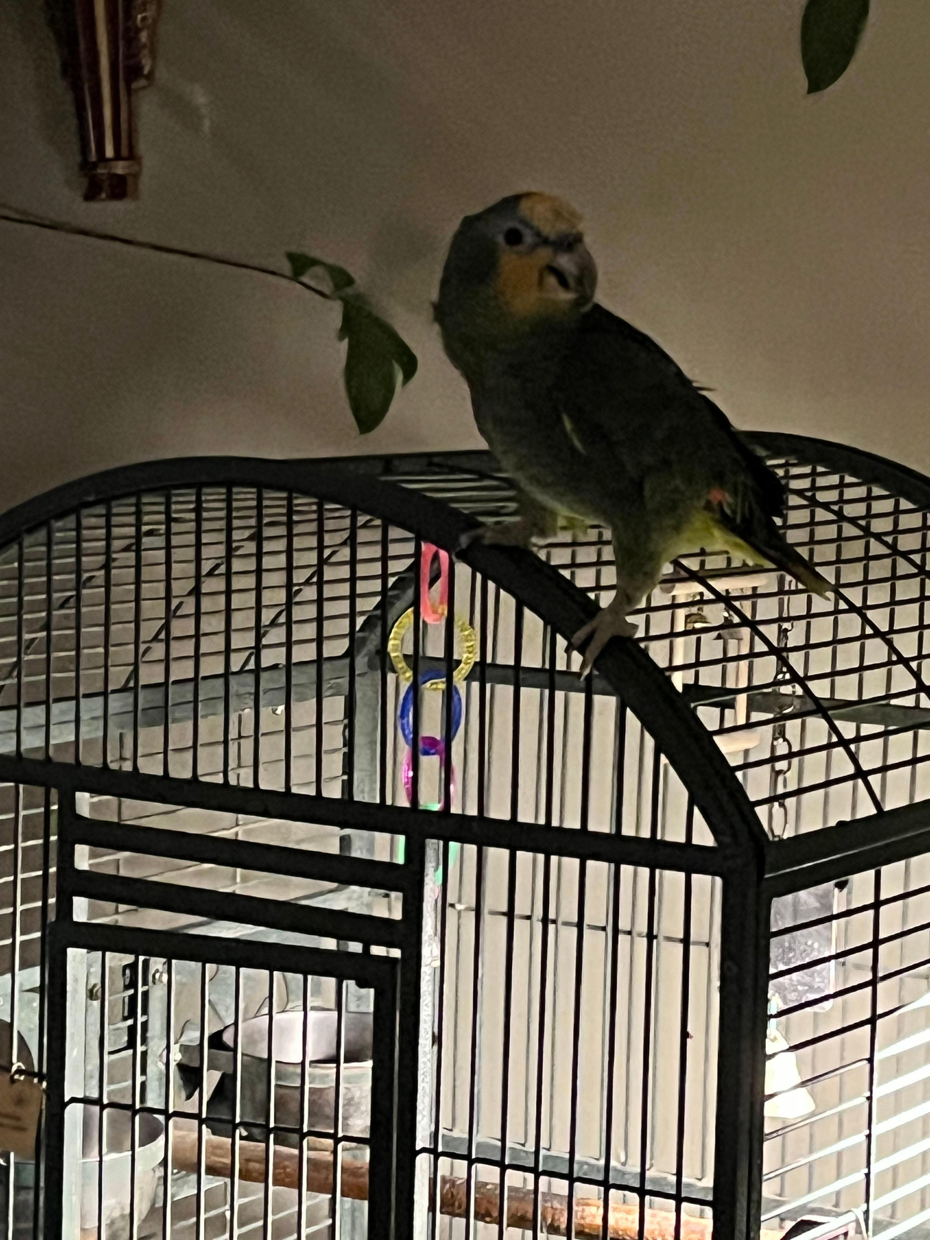 Papukaija hotellin ravintolassa 