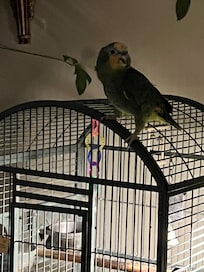 Papukaija hotellin ravintolassa