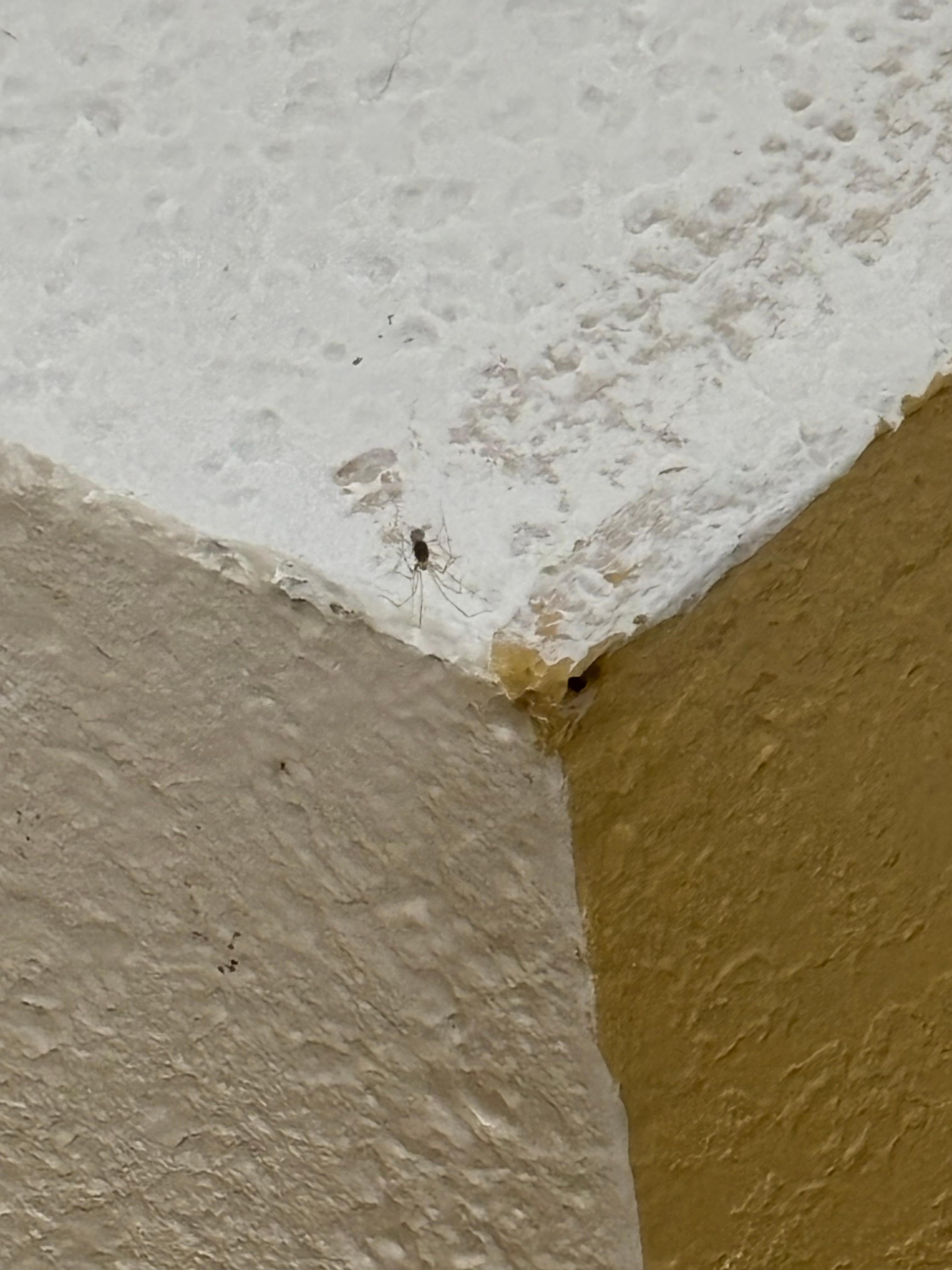 BUGS