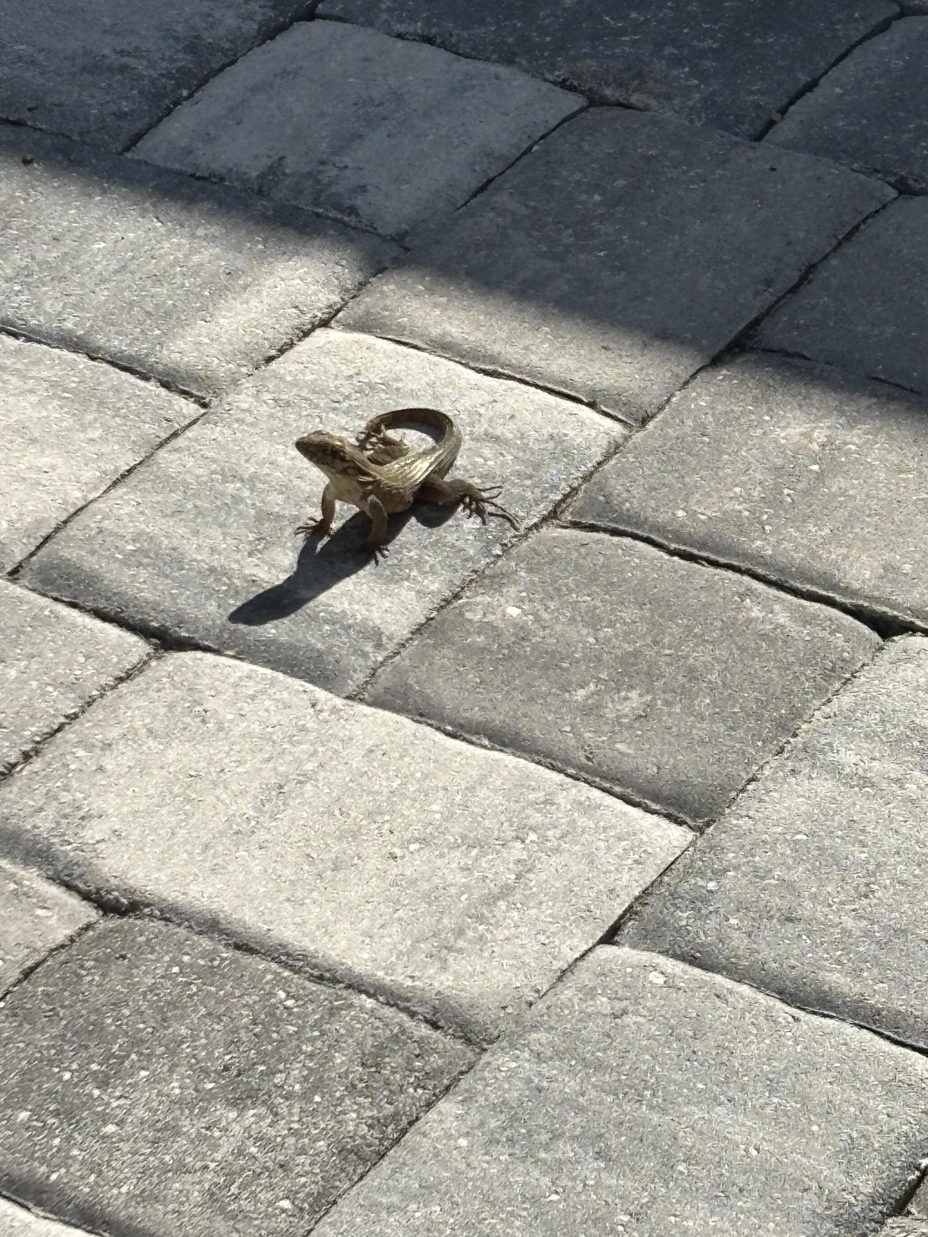 Curled tail lizard that lives behind a plant. 