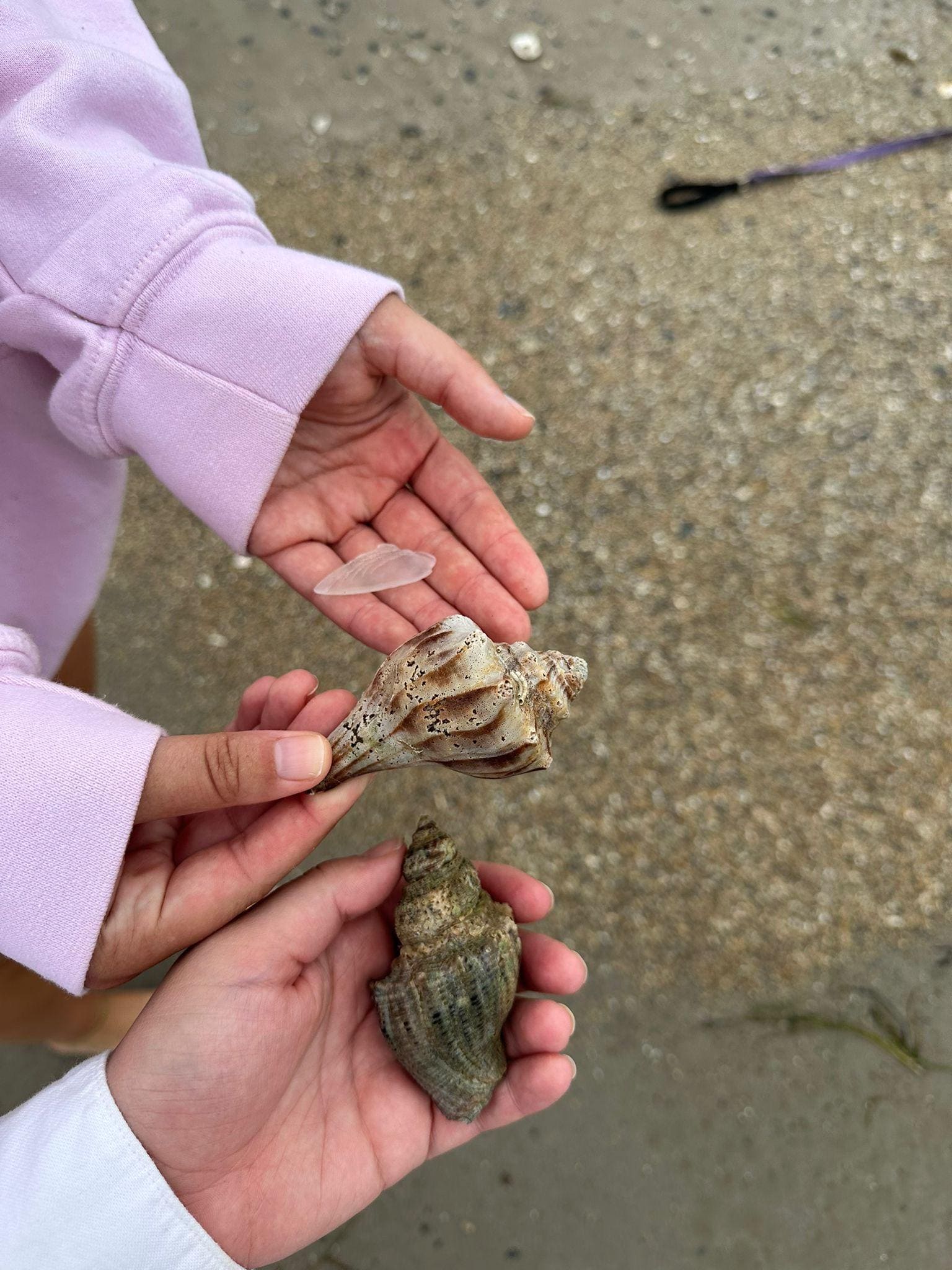 Conch shells and beach glass 