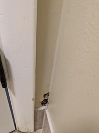 Mold in the bathroom behind the door