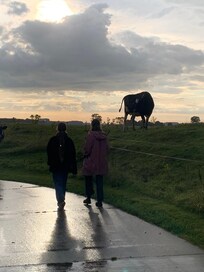 Achterbuurvrouw koe.