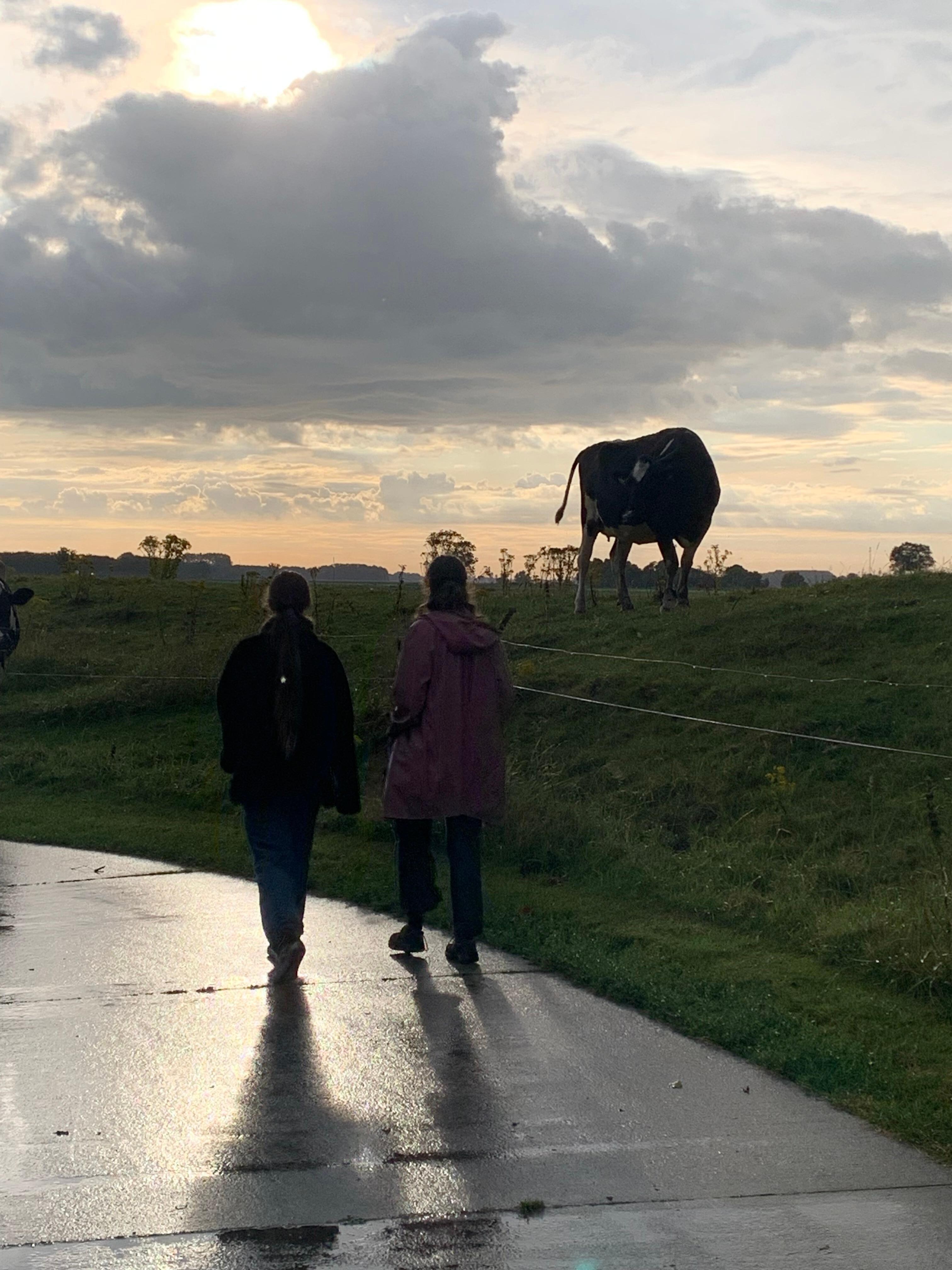 Achterbuurvrouw koe.