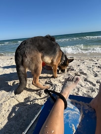 baby girl and our pup at the beach