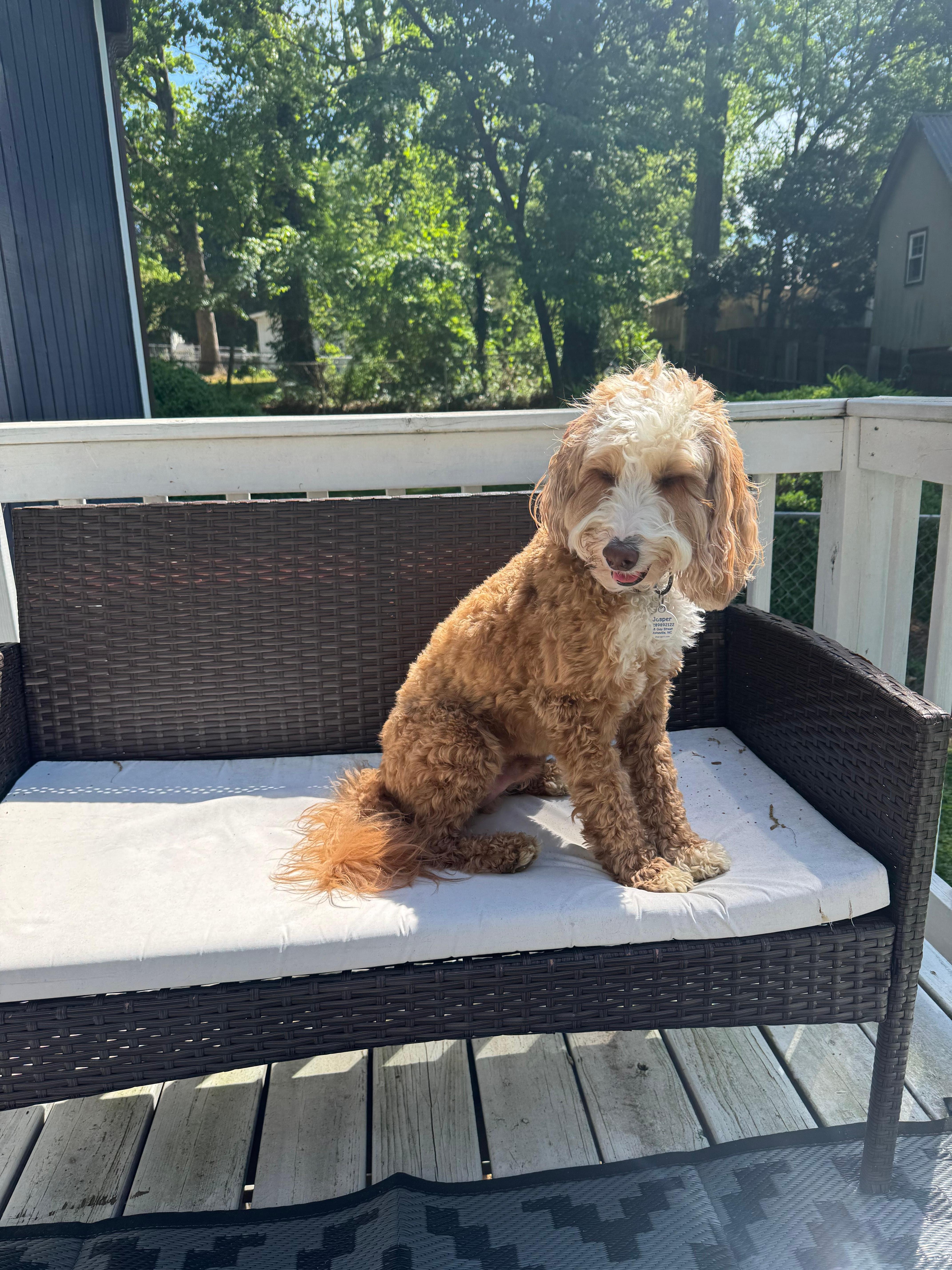 Jasper enjoying a bit of sunshine