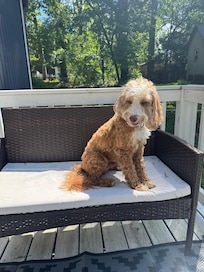 Jasper enjoying a bit of sunshine