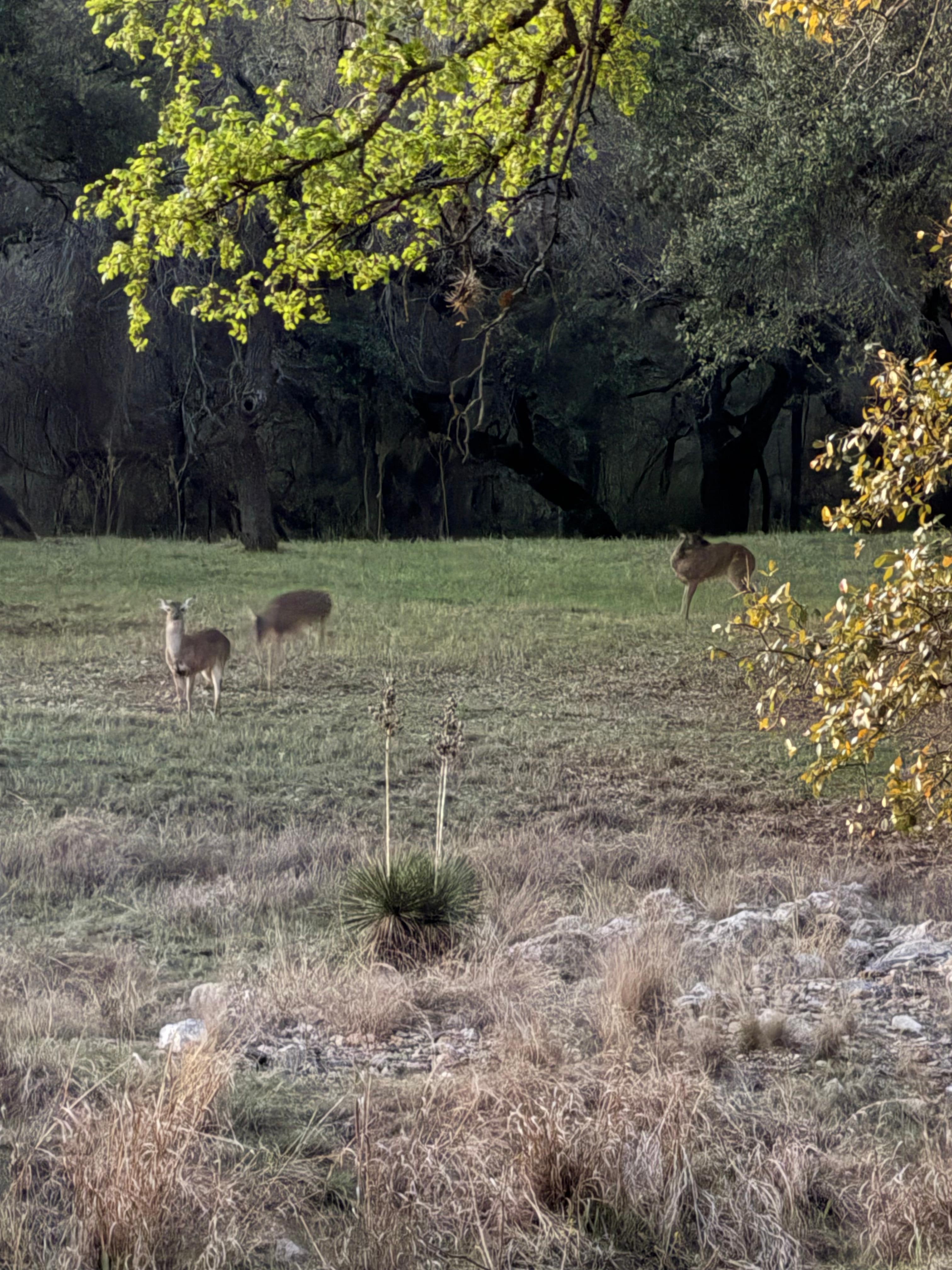 Directly across the creek from our chairs on the cabin patio. 