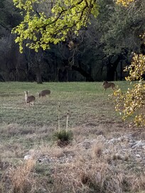Directly across the creek from our chairs on the cabin patio.