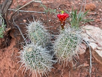 The land of enchantment!