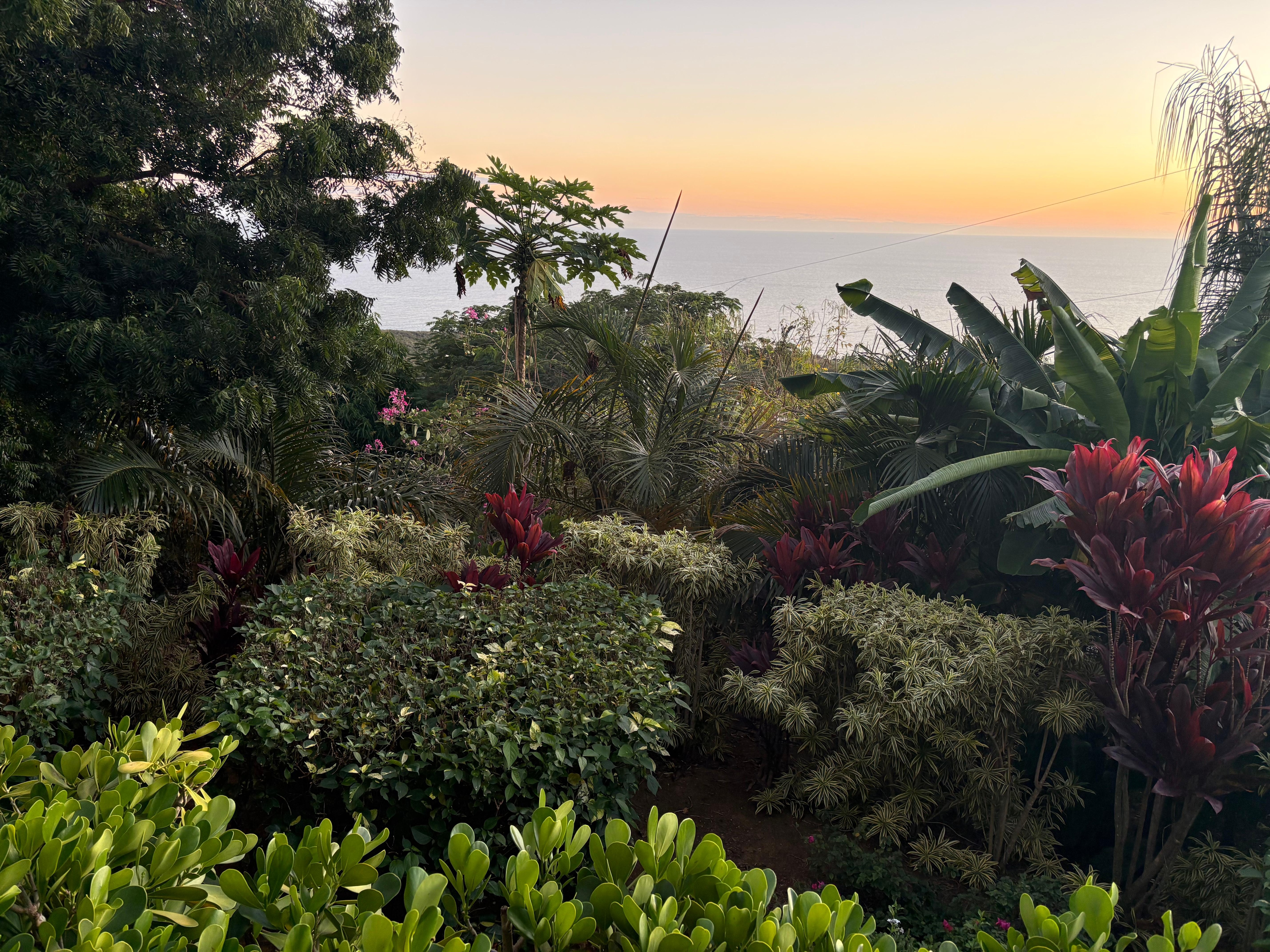 Landscaping seen from deck 