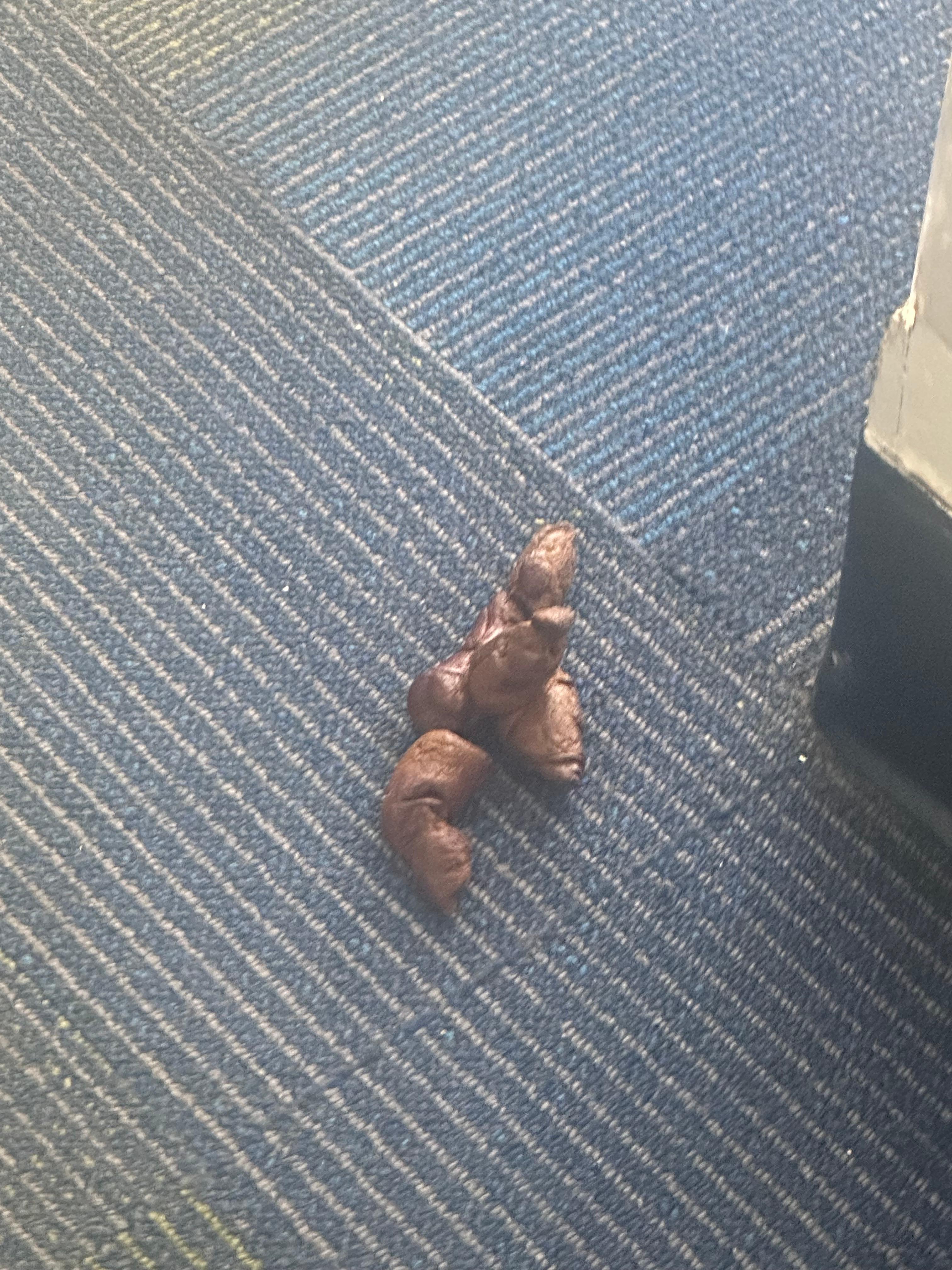 This is the feces