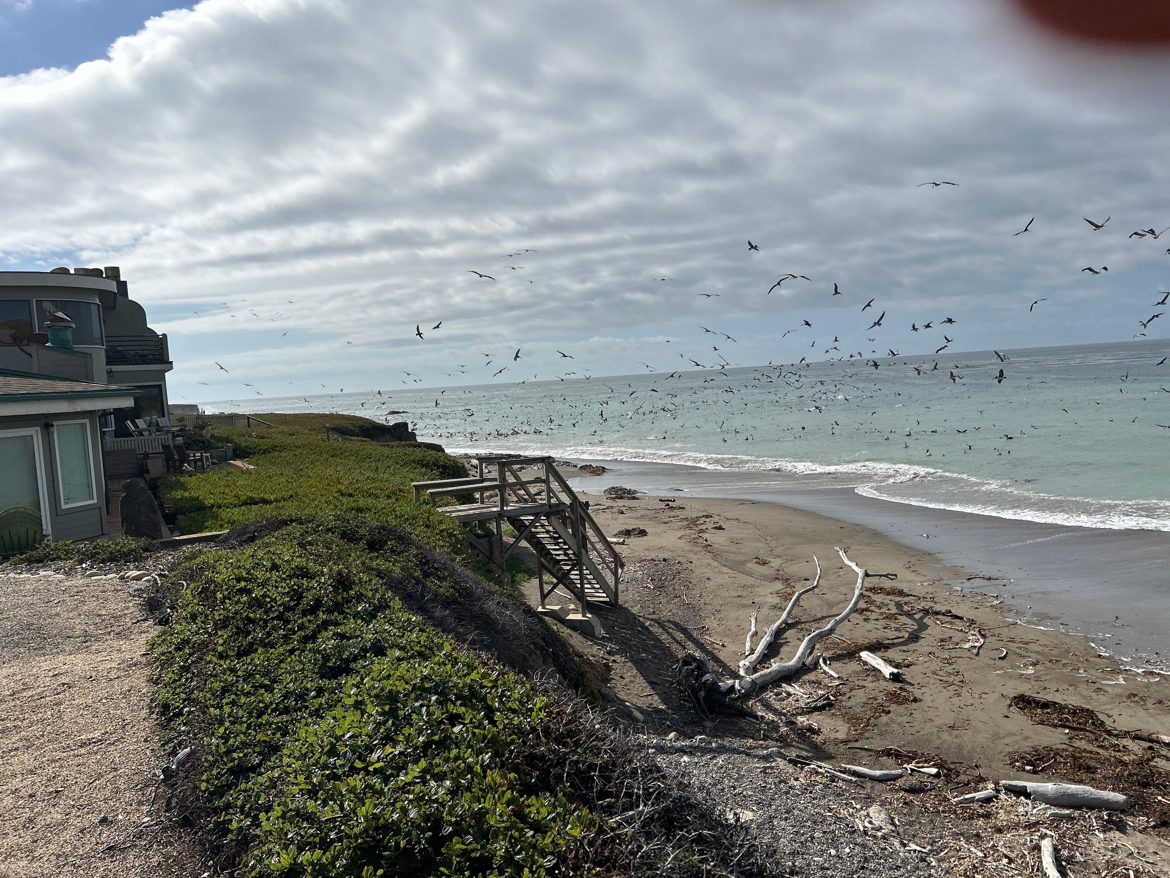 Watching the birds dive bombing for fish