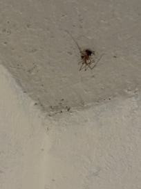Dead spiders on ceiling