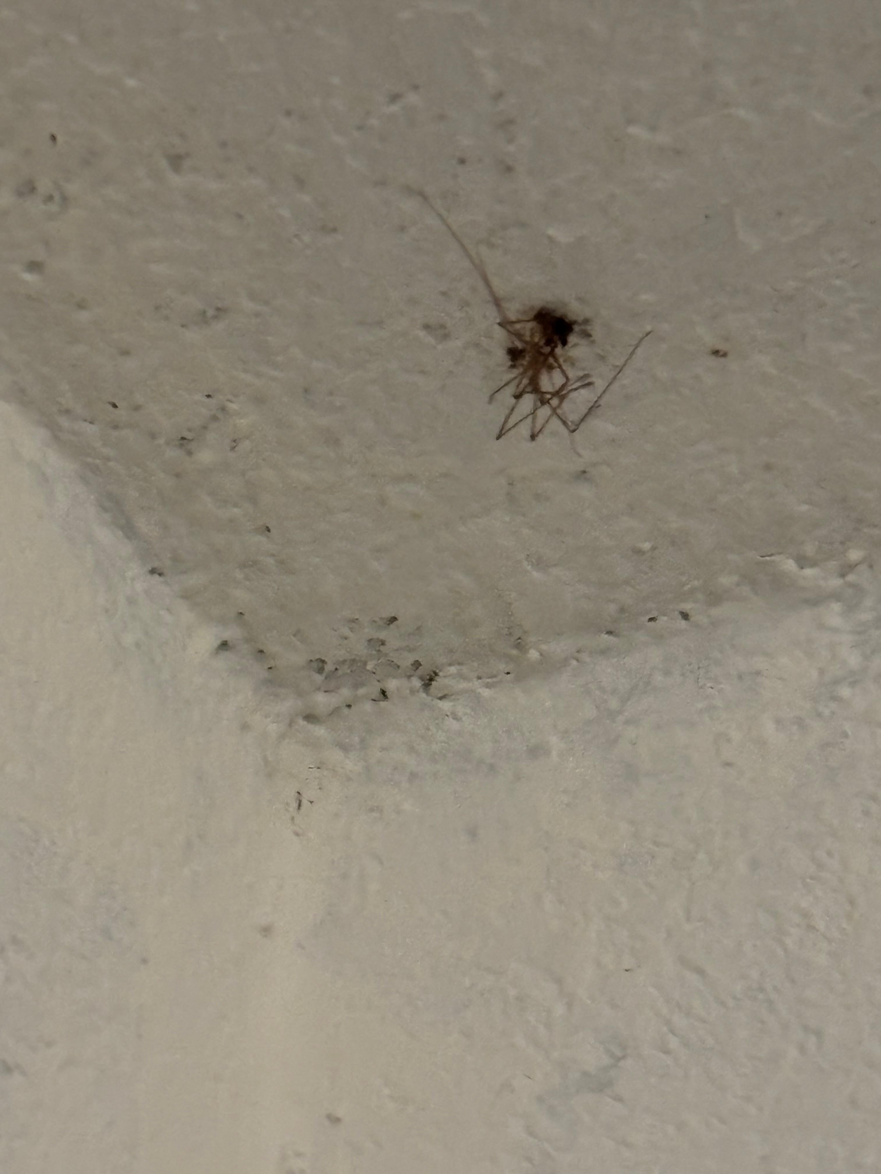 Dead spiders on ceiling