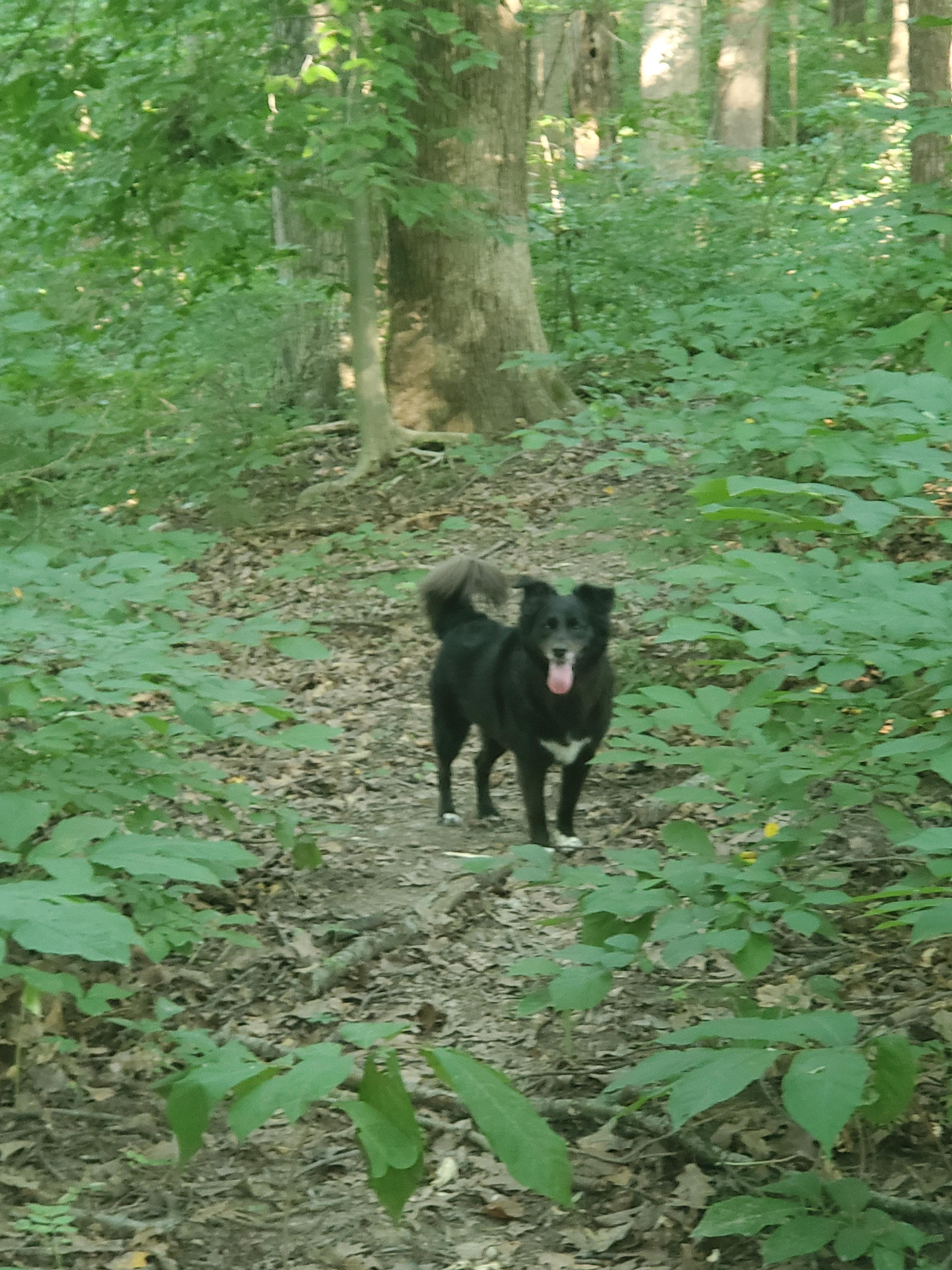 The woods  behind the house. We walked every morning
