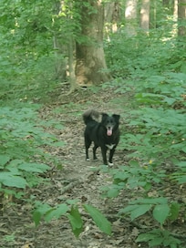 The woods behind the house. We walked every morning
