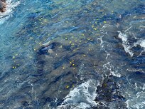 There were hundreds of fish, especially tang, black trigger, parrot, and moorish idol, right from the balcony. Amazing!