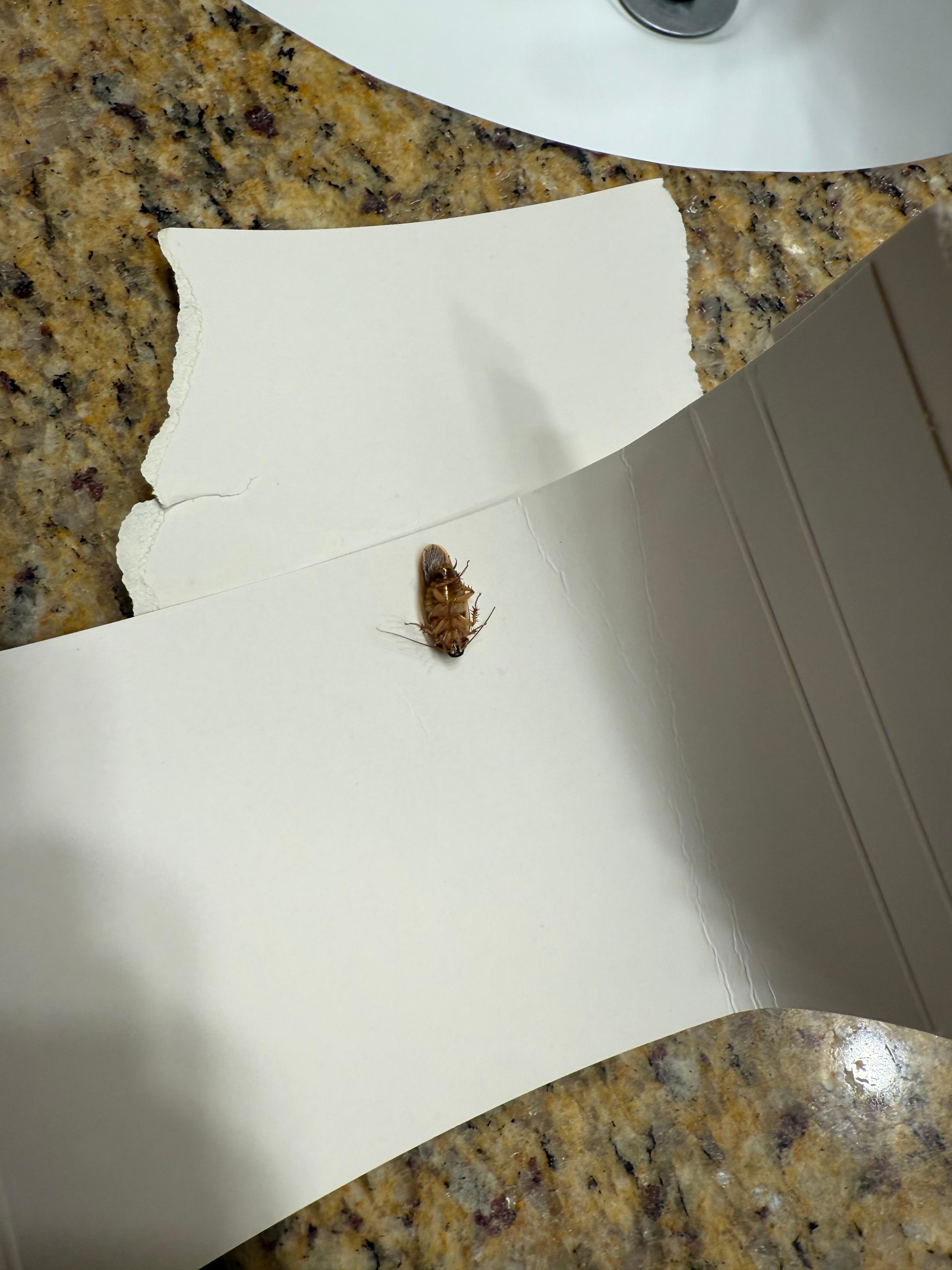 Husband found this on our bathroom floor, we flushed it. Not what you expect to find in your condo.