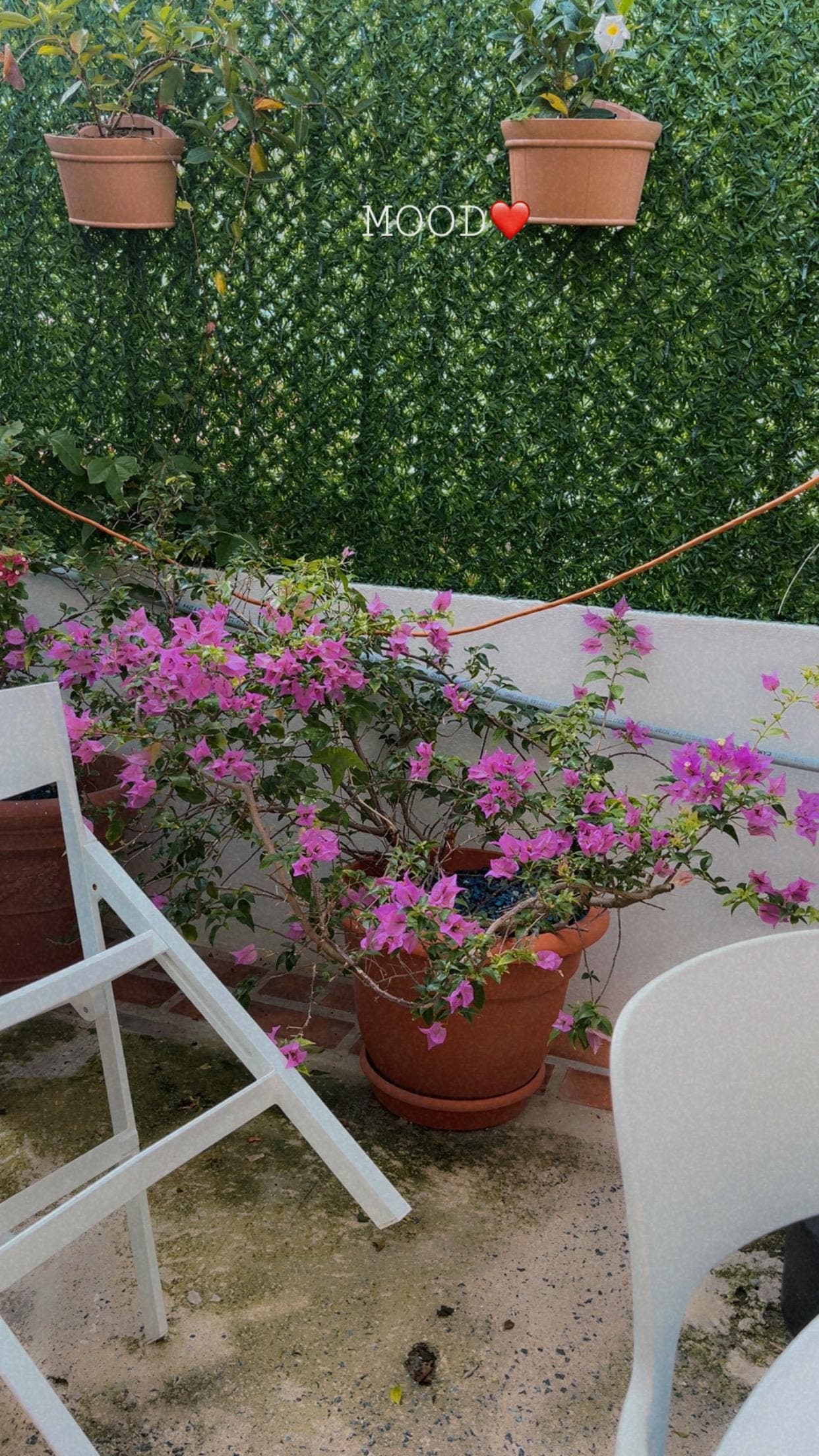 Las flores que embellecen el lugar 