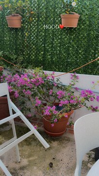 Las flores que embellecen el lugar